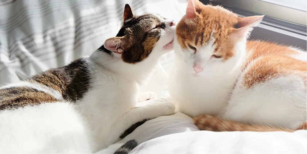 リラックスしている2匹の猫