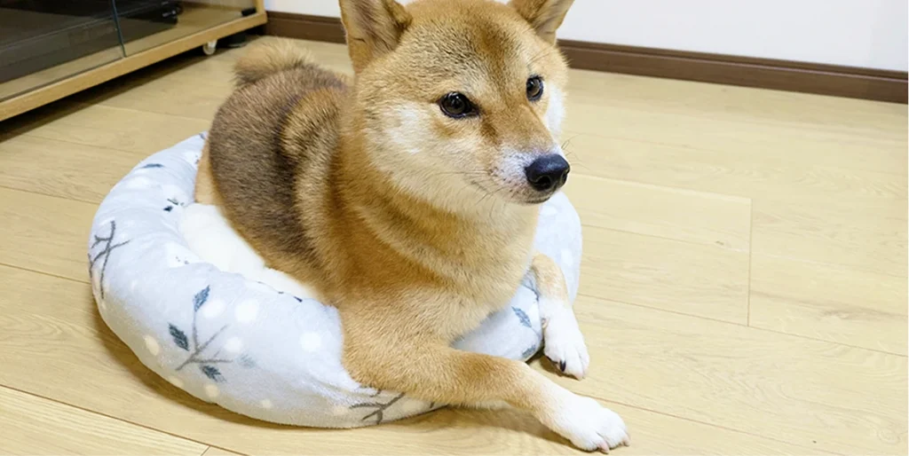 座っている柴犬