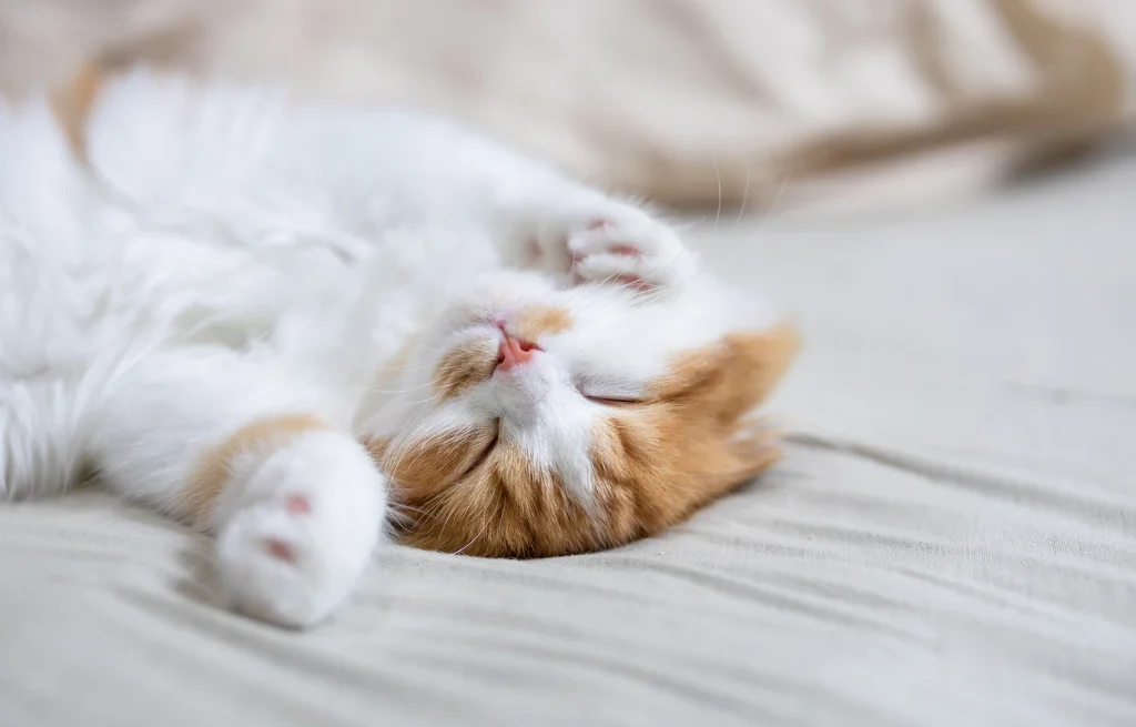 リラックスして寝転んでいる猫