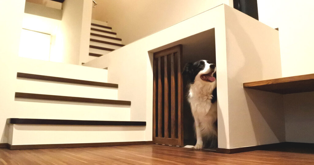 新居に引っ越した犬