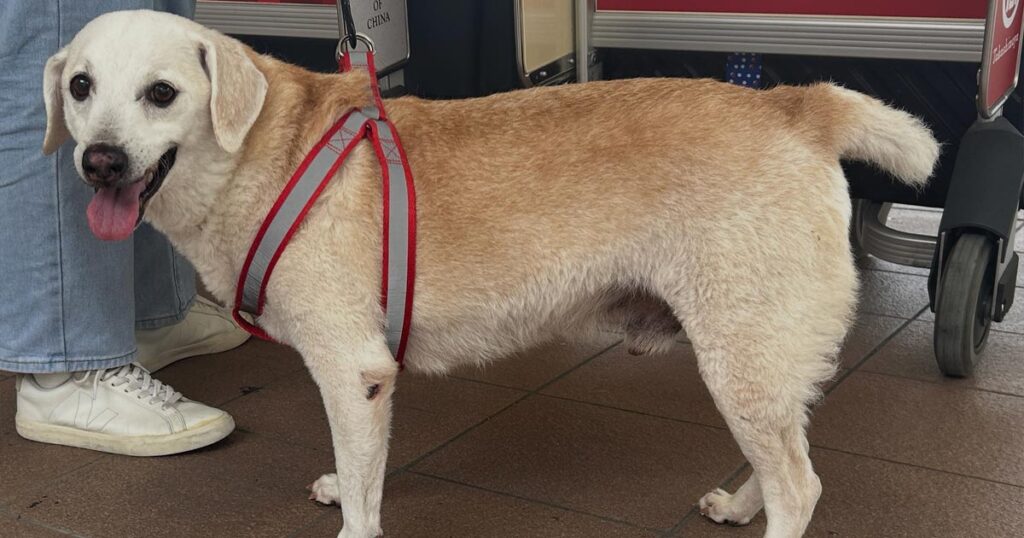 ハーネスをつけた犬