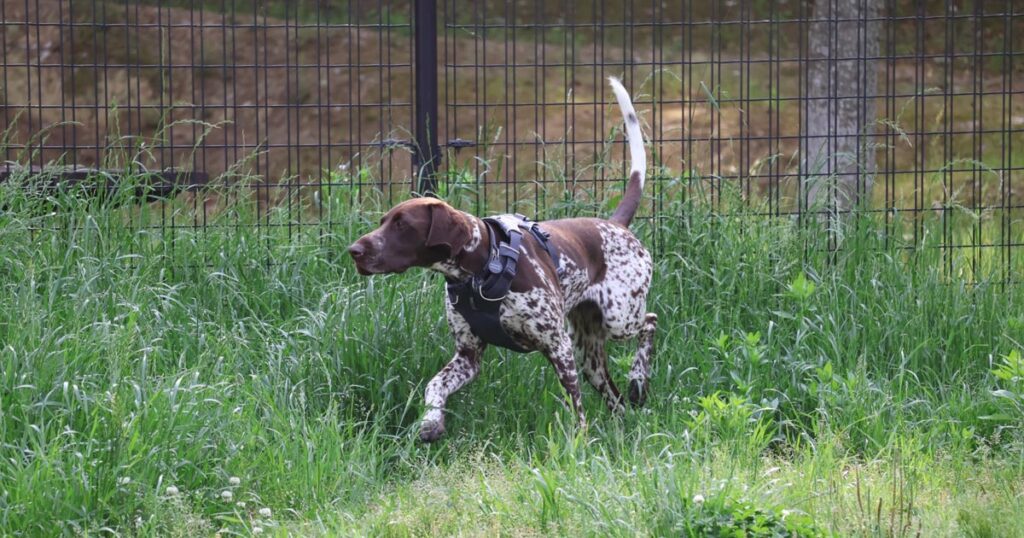 ドッグランで走っている大型犬