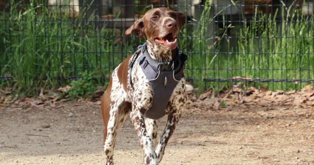 ドッグランで走っている大型犬