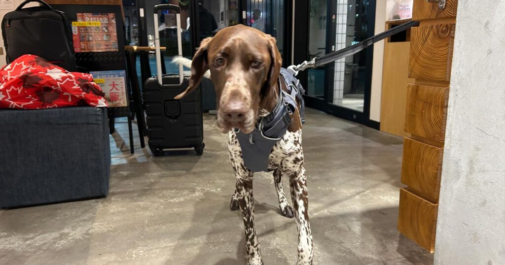 病院内にいる大型犬