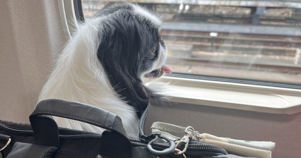 新幹線に乗って外を眺めている犬