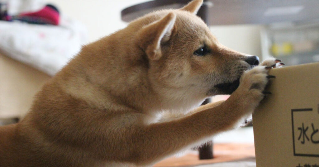引っ越しの準備中に段ボールを触っている犬