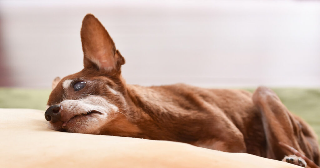 疲れた様子の老犬