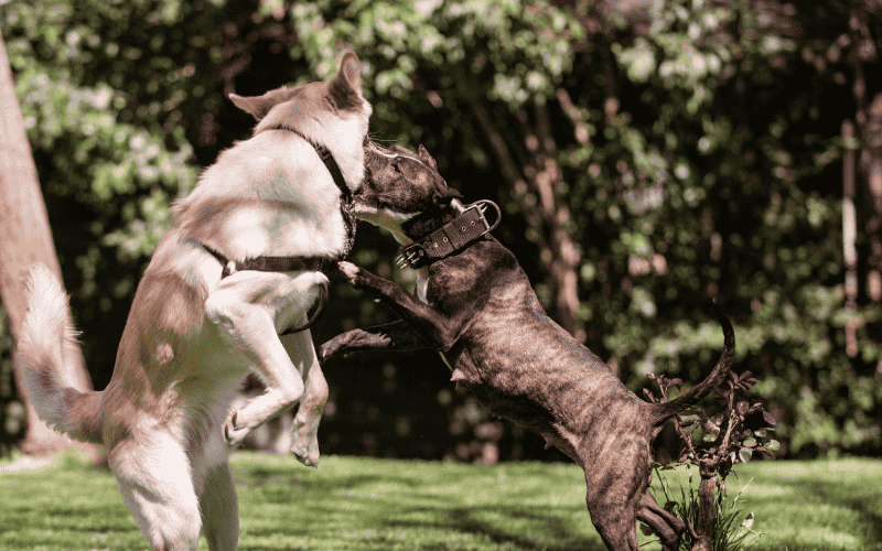 犬トラブルケンカ