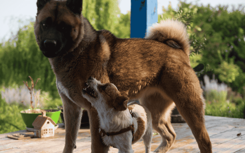 小型犬と大型犬