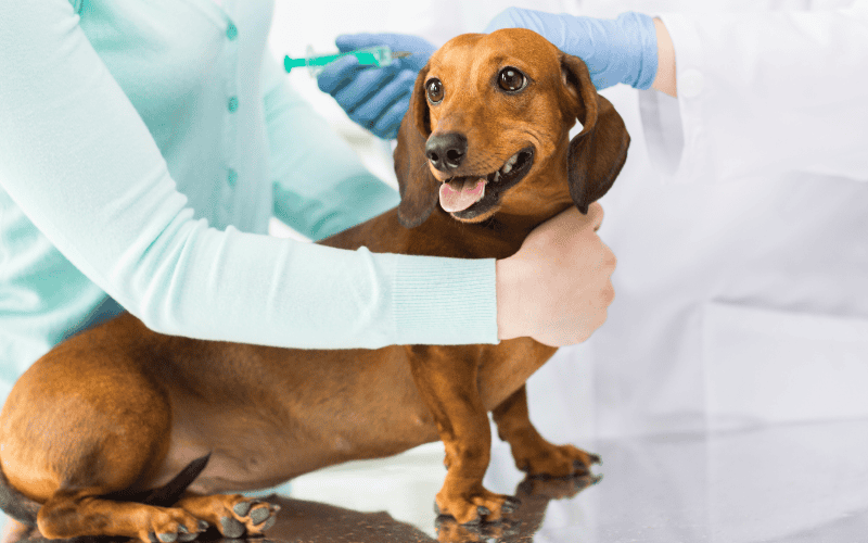 犬ワクチン接種