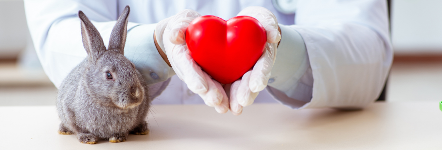 ペット医療サービスや医療機関を調査