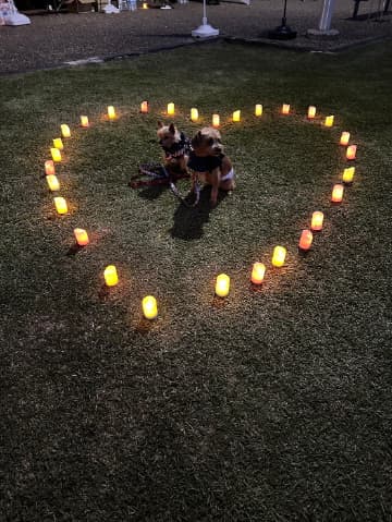 友灯(ともしび)どうぶつたちのキャンドルナイト