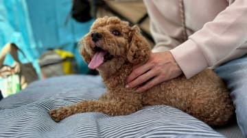 犬の整体 笑＆ロコ