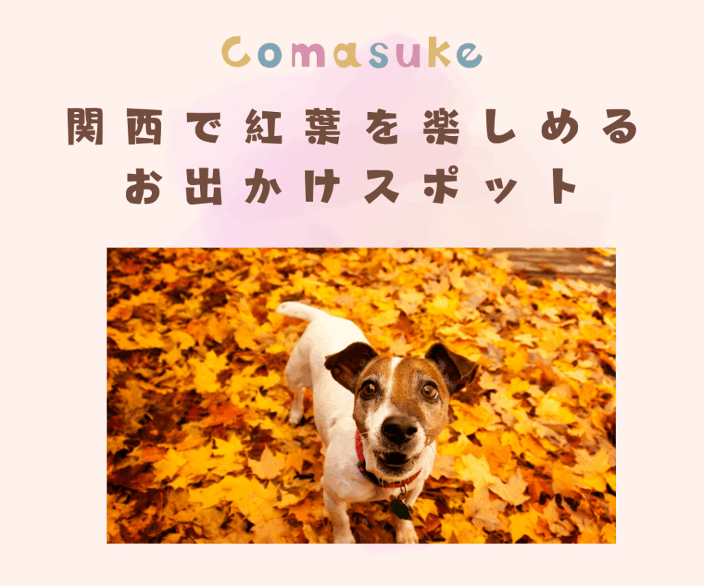 関西で紅葉を楽しめるスポット