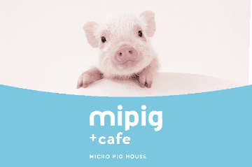 マイクロブタとの触れ合い＜mipig×神戸動植物環境専門学校＞
