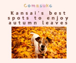 Kansai's best spots to enjoy autumn leaves