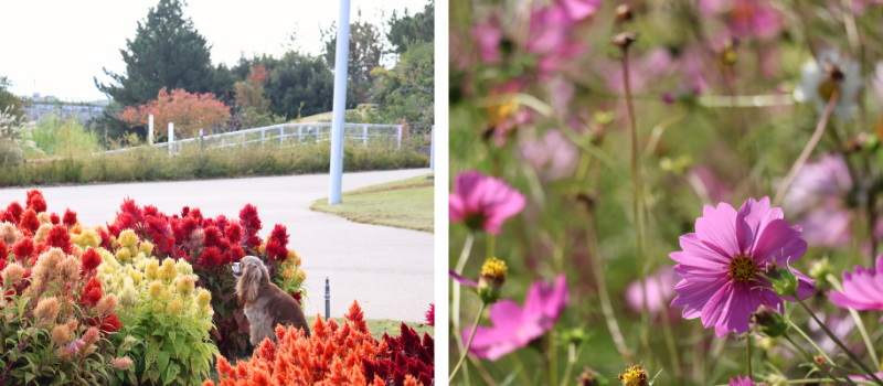 花畑がある公園