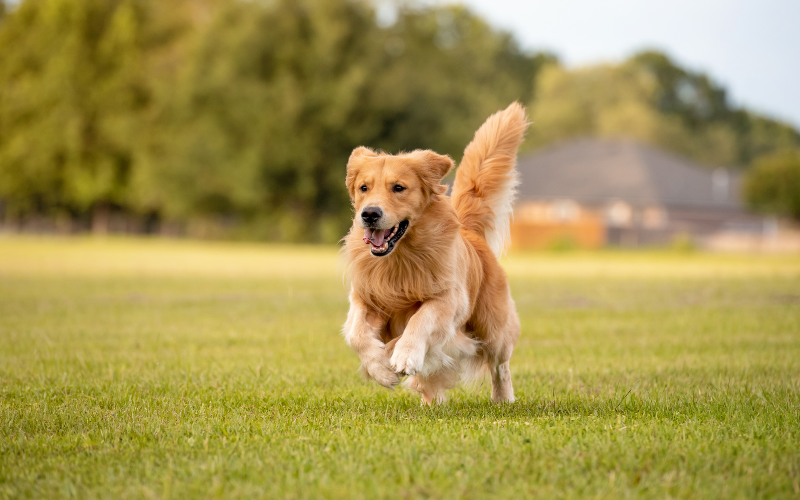 提携ペットホテル