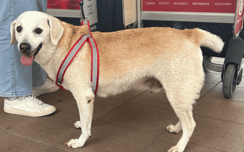 空港前の犬