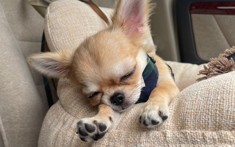 リラックスするチワワ