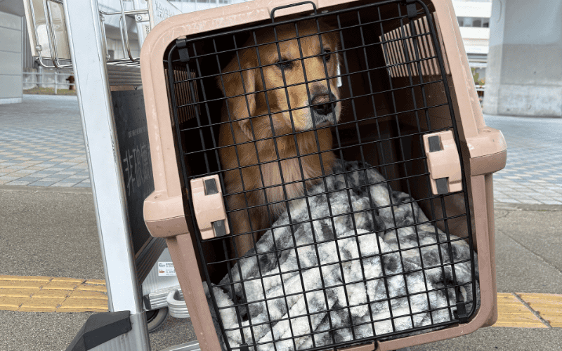 カートに入った犬