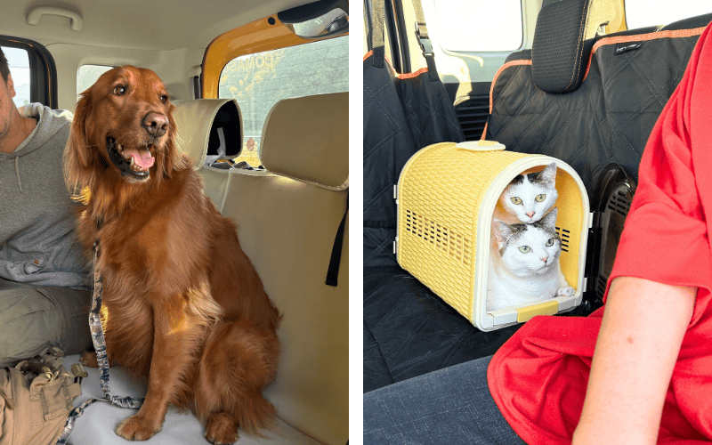 ペットタクシー車内の様子