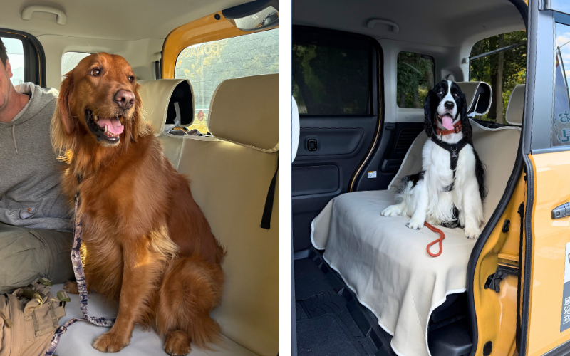 ケージフリーで大型犬も乗車